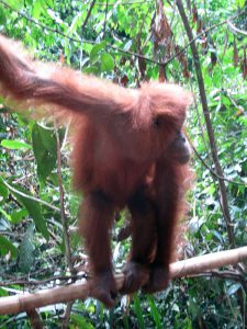 Orangután en Parque Nacional Gunung Leuser - Sumatra - Viajes a Indonesia con Viajes Ikertanoa