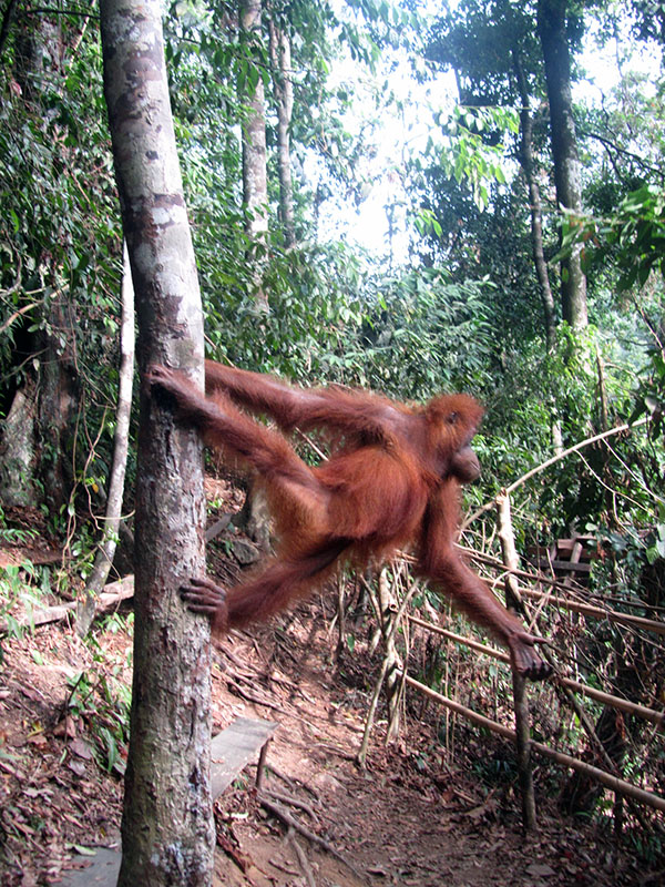 Orangután en Parque Nacional Gunung Leuser - Sumatra - Viajes a Indonesia con Viajes Ikertanoa