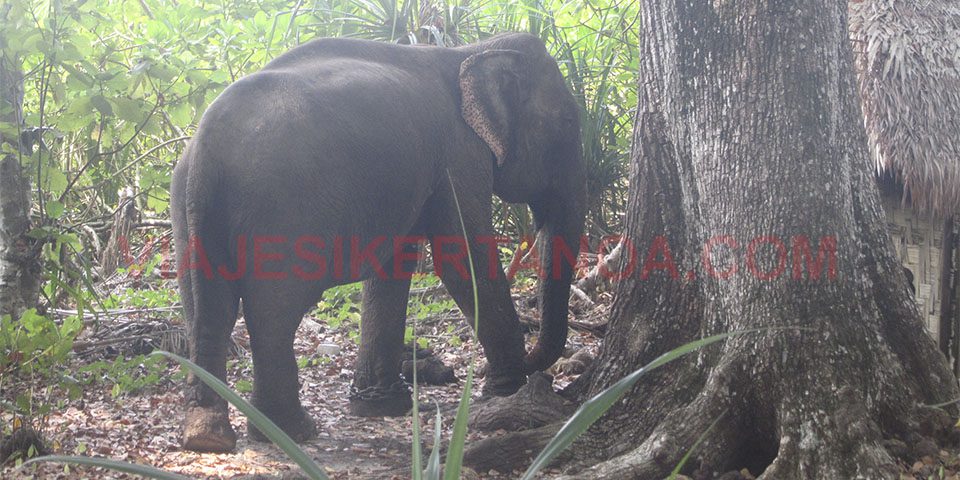Elefante en la isla de Havelock en las Islas Andamán, India.