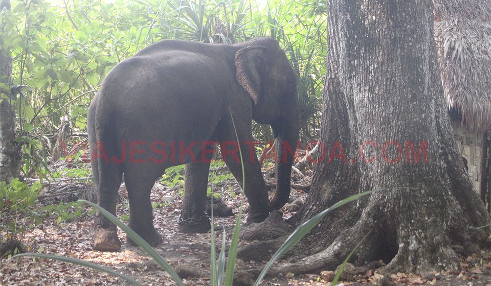 Elefante en la isla de Havelock en las Islas Andamán, India.