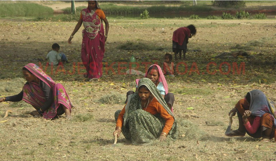 Mujeres cortando la hierba de los jardines en Nueva Delhi, India.