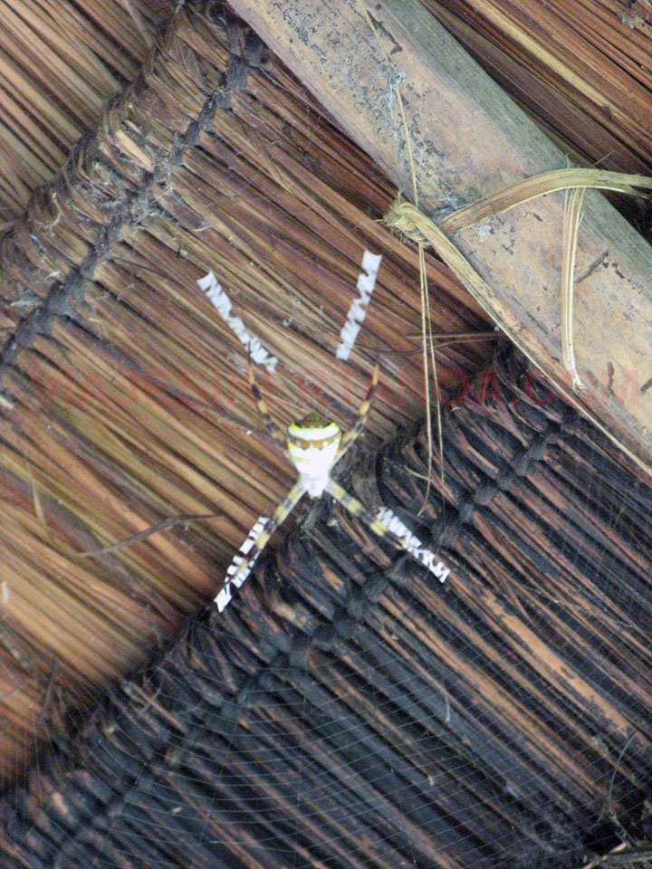 Arañas laosianas