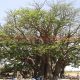 El gran baobab sagrado en Joal-Fadiouth, Senegal