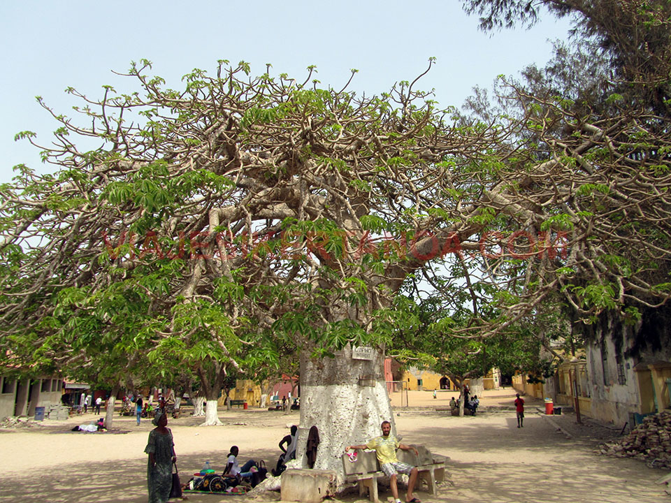 Enorme baobab en el medio de la plaza del pueblo en la isla de Gorée en Senegal