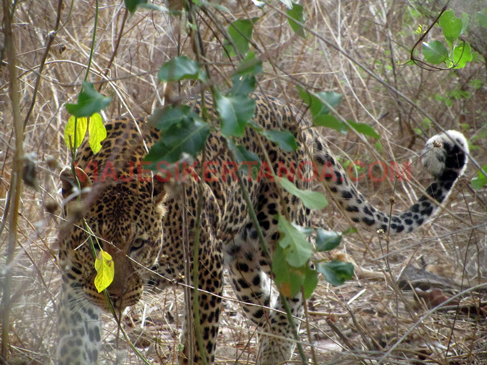 Leopardo enjaulado en el Parque Nacional Niokolo Koba en Senegal