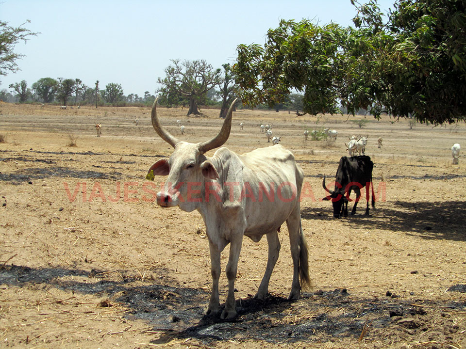 Vacas famélicas en Joal - Fadiouth, Senegal