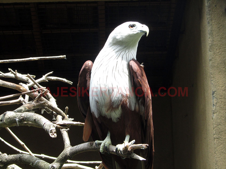 Aguila real en el Bali bird park en Indonesia