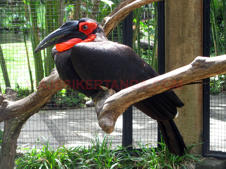 Ave rara en el Bali bird park en Indonesia