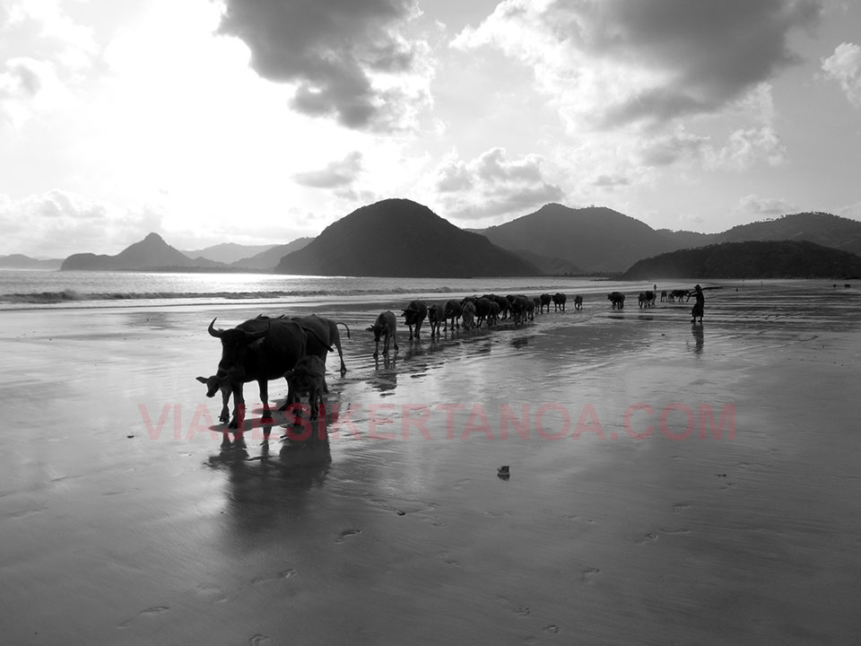 Búfalos de agua atravesando la playa de Selong Blanak en Lombok, Indonesia