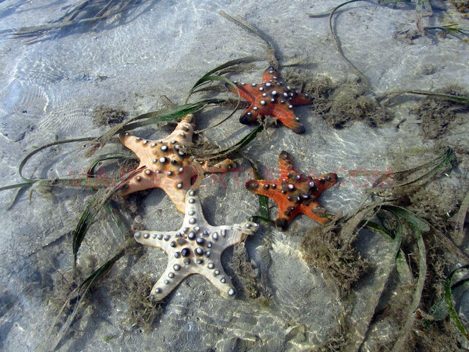 Estrellas de mar en Lombok, Indonesia
