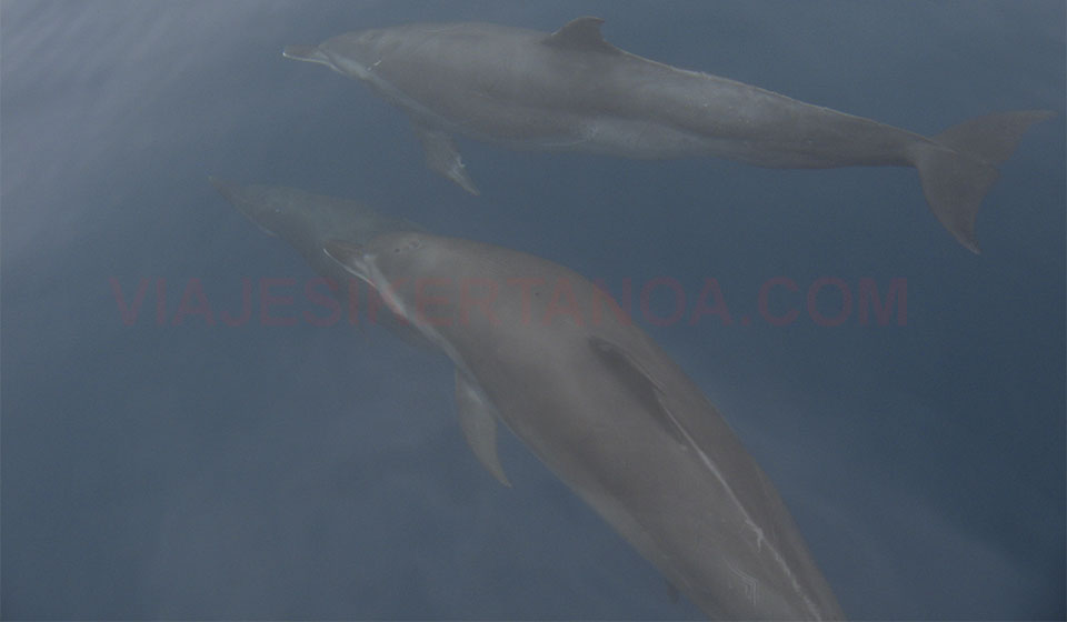 Delfines en el P.N. Marino Ballena en Costa Rica