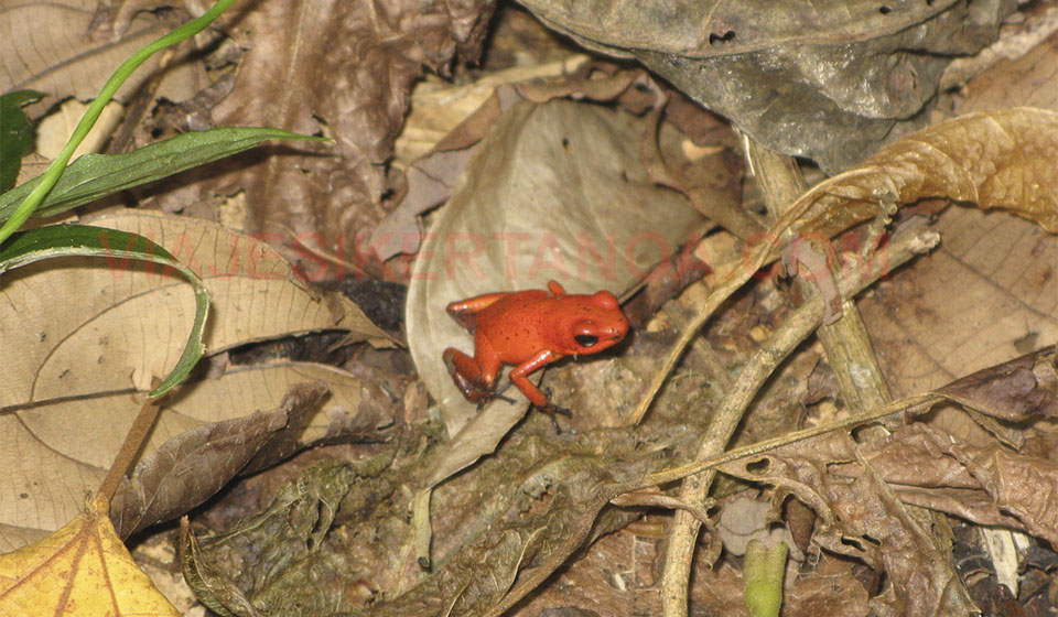 Parque Nacional de Tortuguero en Costa Rica